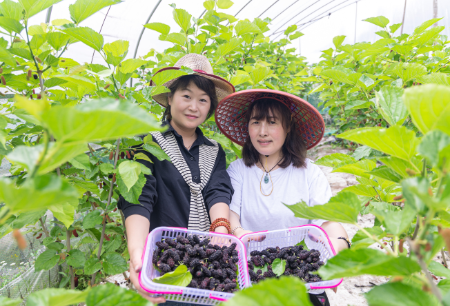 近日,在更楼街道向日葵农场的温室大棚里,一颗颗长桑葚沉甸甸的挂在