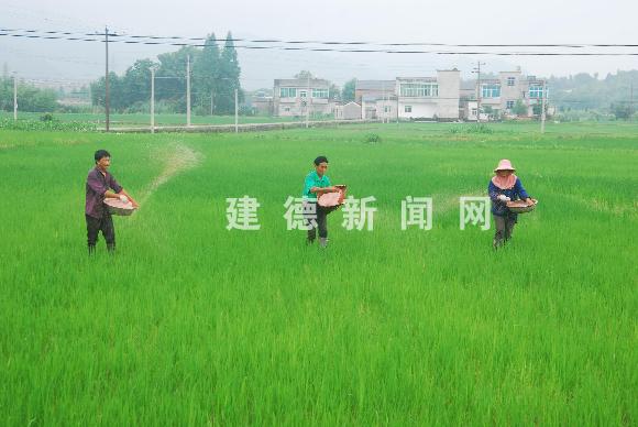 追施肥 保丰收